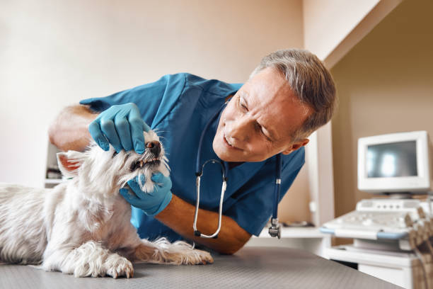  Pasadena Hills, MO Emergency Dentist Pros